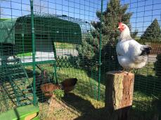 Omlet grønn Eglu Cube stort hønsehus og løp koblet til Omlet tur i hønsegård