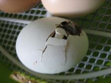 Chick hatching from egg in incubator