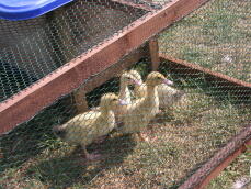 Our flock of ducklings.