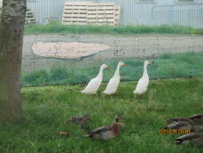 Beaucoup de canards, y compris trois canards de course indiens dans un jardin derrière des filets