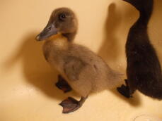 Drei Wochen alte Baby Blue Runner Duck