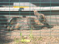 Un gran conejo marrón y negro tumbado al sol en un corral de animales