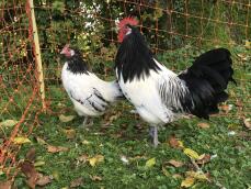 Two Chickens in Garden