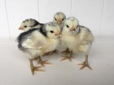 a group of four lakenvelder chicks which are a week old