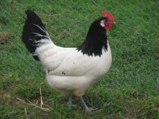 Lakenvelder Chicken in run