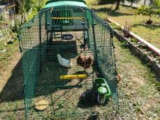 A chicken swing installed in a chicken run connected to a chicken coop
