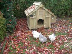 Einige hühner picken vor ihrem hölzernen hühnerstall nach futter