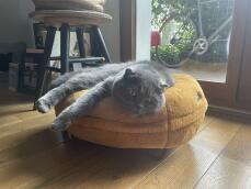 Een grijze kat in een donutvormig donkergeel kattenbed