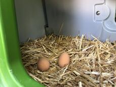 Due uova sedute nella cassetta di nidificazione di Eglu.