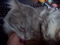 a grey maine coon cat licking its owners hand