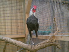 Silver Birchen Chicken standing on perch