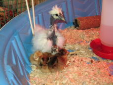 White Showgirl Silkie 5 semaines