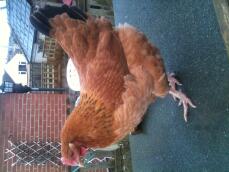En kyckling på toppen av sin hage