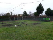 Twee kippen achter kippenhekwerk in een tuin met een Eglu Cube kippenhok