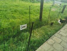 Some chickens within their patch of grass, surrounded by fencing