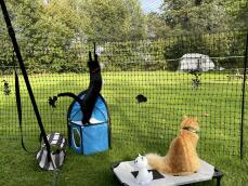 Due gatti dentro un recinto per polli