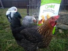 Høns med Omlet økologisk kyllingefoder