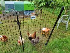 Einige hühner in ihrem gehege mit ihrem grünen hühnerstall im hintergrund