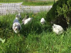Zwart-witte kleine kippen in een tuin achter kippenhekwerk