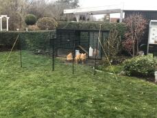 Vier kippen pikken wat te eten omringd door een hek van Omlet td.