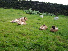 Buff Orpington Ducks sitting on grass