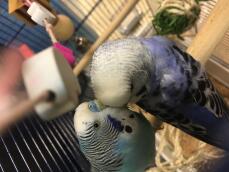 Två papeGojor som sitter tillsammans på en stolpe i buren