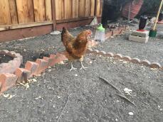 A chicken in a garden with a hanging peck toys