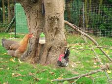 Chicken with Omlet Peck Toy and Omlet Chicken Fencing
