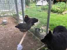 a cat looking in to a chicken run with two chickens perched on a wooden perch