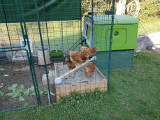 a large green eglu cube with a walk in run attached and lots of chickens inside
