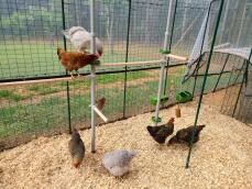 Chickens playing around their perches in a walk-in run
