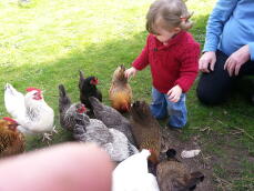 a young girl playing with lots of chickens in a garden