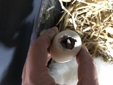 Egg hatching in hand