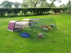 bunnies and chickens in a green and a purple go cage with a run attached and covers over the top