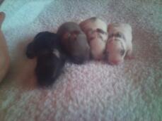 4-8 day old rabbits.