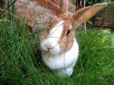 Close up of cute rabbit eating grass in garden
