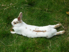 Bunny laying down in the garden