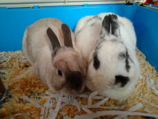 Happy pair of rabbits.