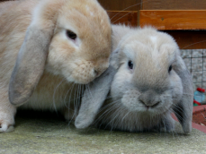 Two Mini Lop Rabbits