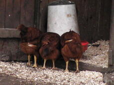Rhode Island röda kycklingar