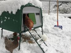 Des poulets qui sortent d'un grand poulailler dans les Snow