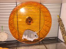 Un piccolo criceto nano grigio e bianco su una ruota arancione dentro una gabbia Qute 