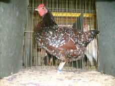 Kyckling som poserar