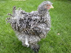 Cuculo Frizzle Cochin Pullet