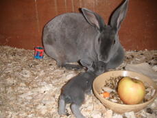 Kaninchenmama mit ihrem baby im käfig