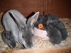 Kaninchenmama mit ihren jungen im käfig