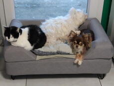 Two dogs and a cat sharing a grey dog bed with bolster topper