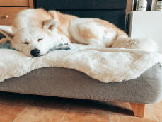 Hund schläft auf Topology hundebett mit schafsfellauflage