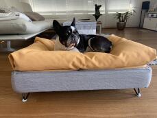 Un chien se reposant sur son lit gris avec un pouf jaune.