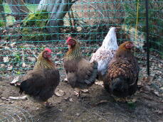 Fyra brunvita kycklingar stod i en trädgård